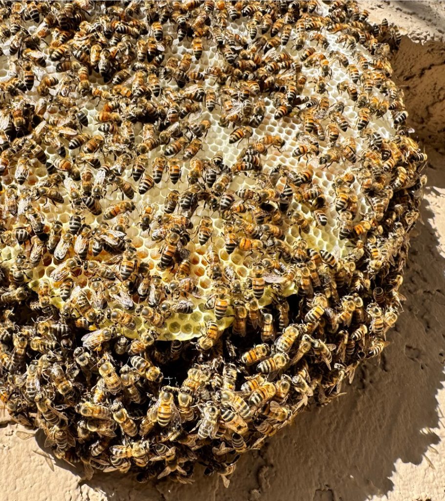 Swarming cluster of Africanized honey bees tightly packed on a tree branch in Arizona, showing high-density colony behavior typical of feral desert-adapted bees.