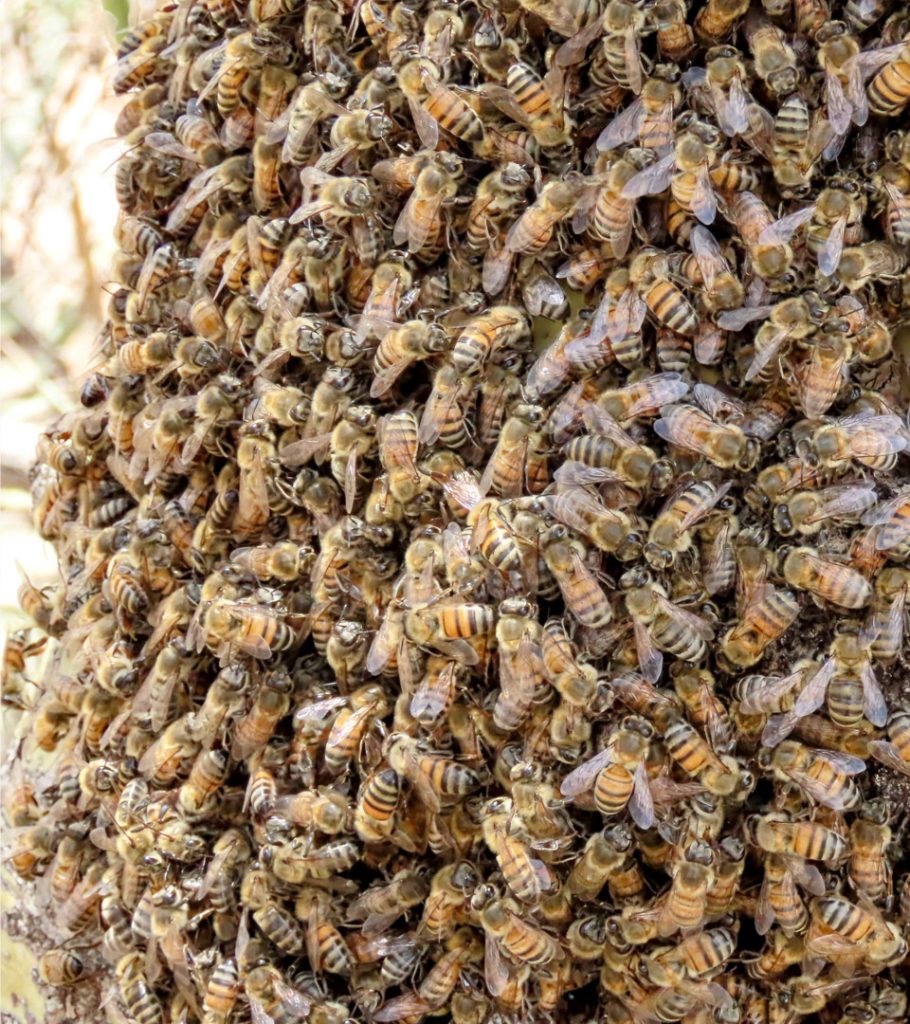 Close-up of an active honey bee hive with exposed comb structure, showing hundreds of Africanized honey bees clustered on wax cells in a shaded outdoor area in Arizona.