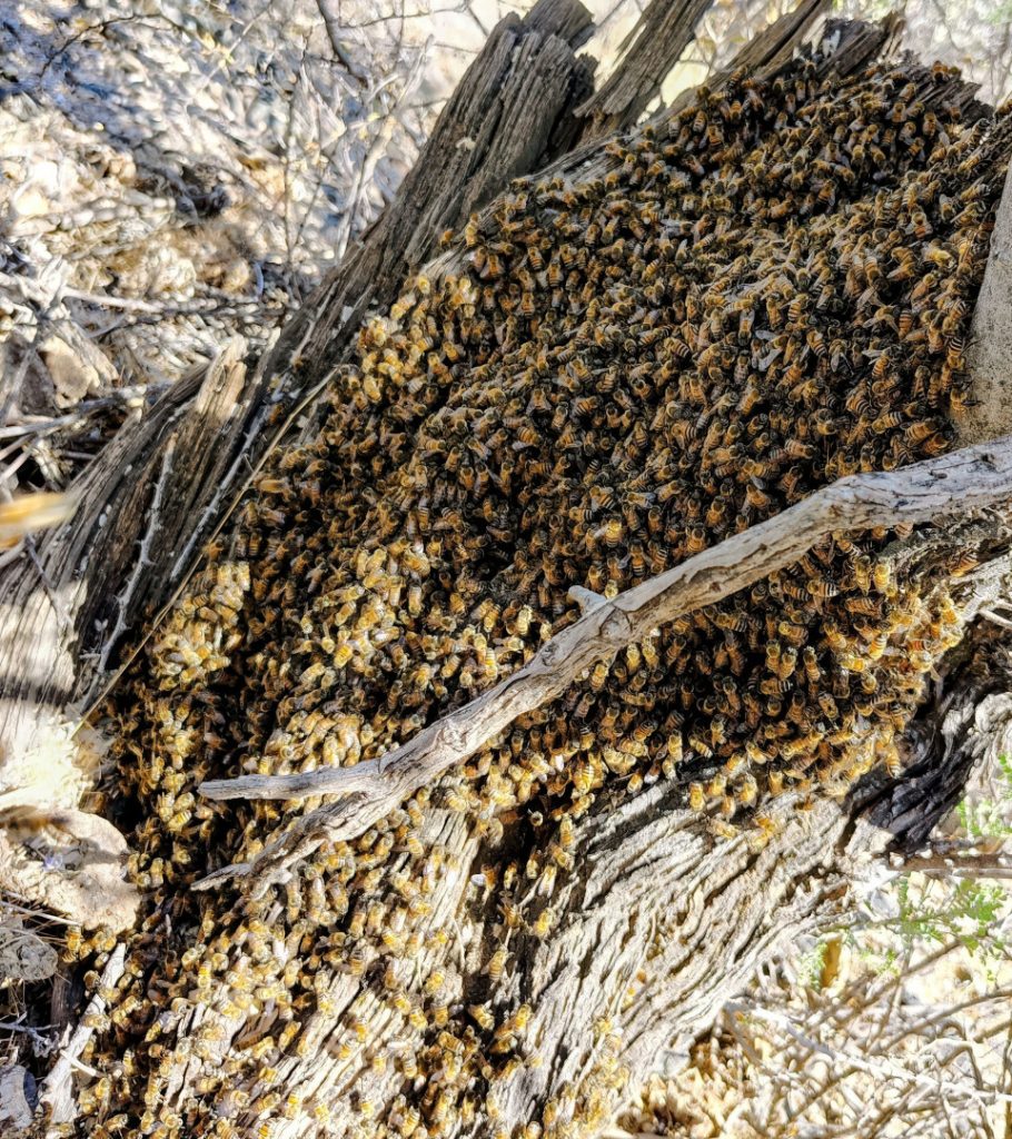 Bee swarm on fallen tree in Phoenix desert area—common spring swarm relocation behavior