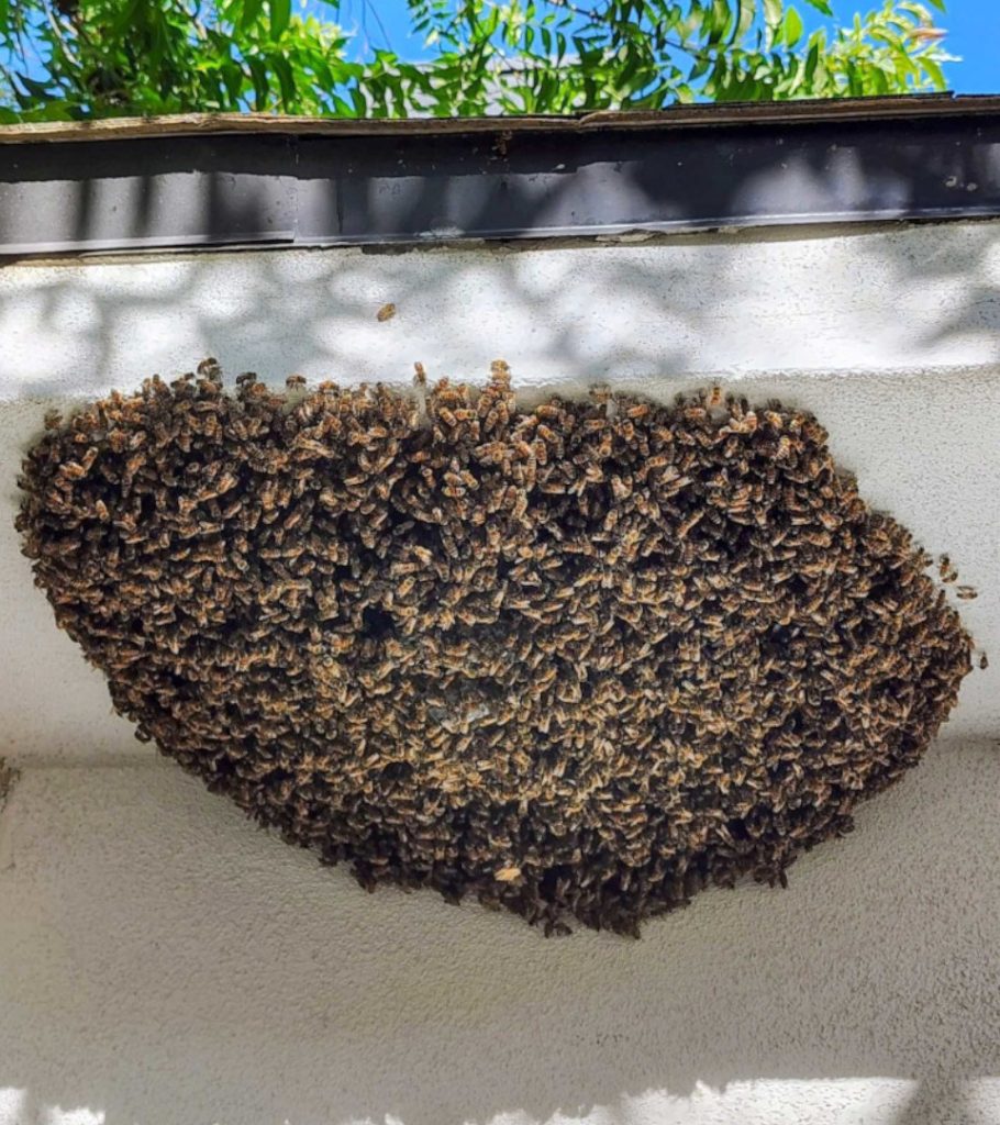 Large honey bee swarm under shaded roof eave in Phoenix—safe, humane removal needed