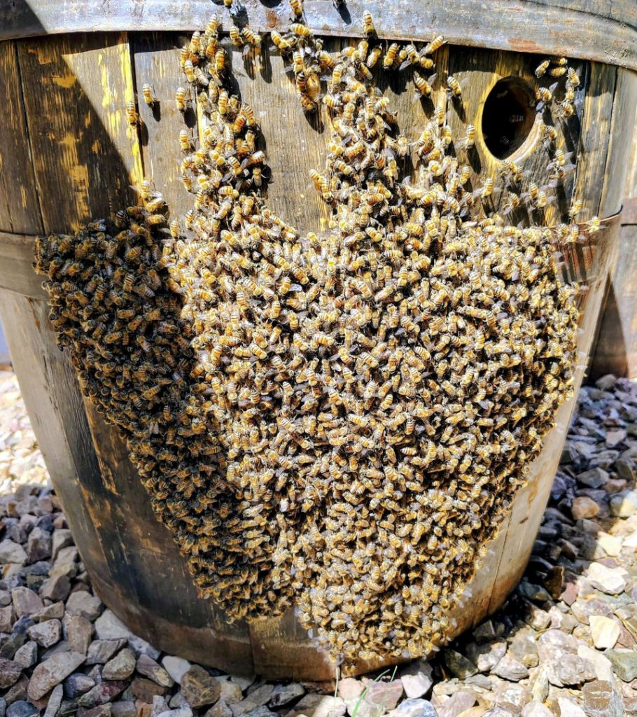 Honey bee swarm clustered on a wooden barrel in Phoenix backyard—safely removed by Busy Bee Pest Solutions