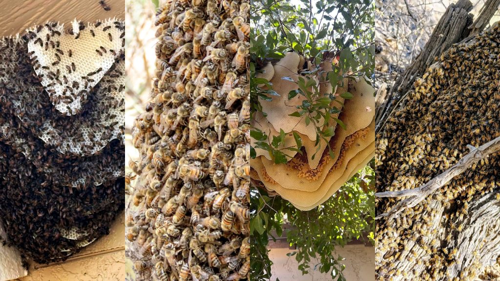 four bee images side by side, hives and swarms
