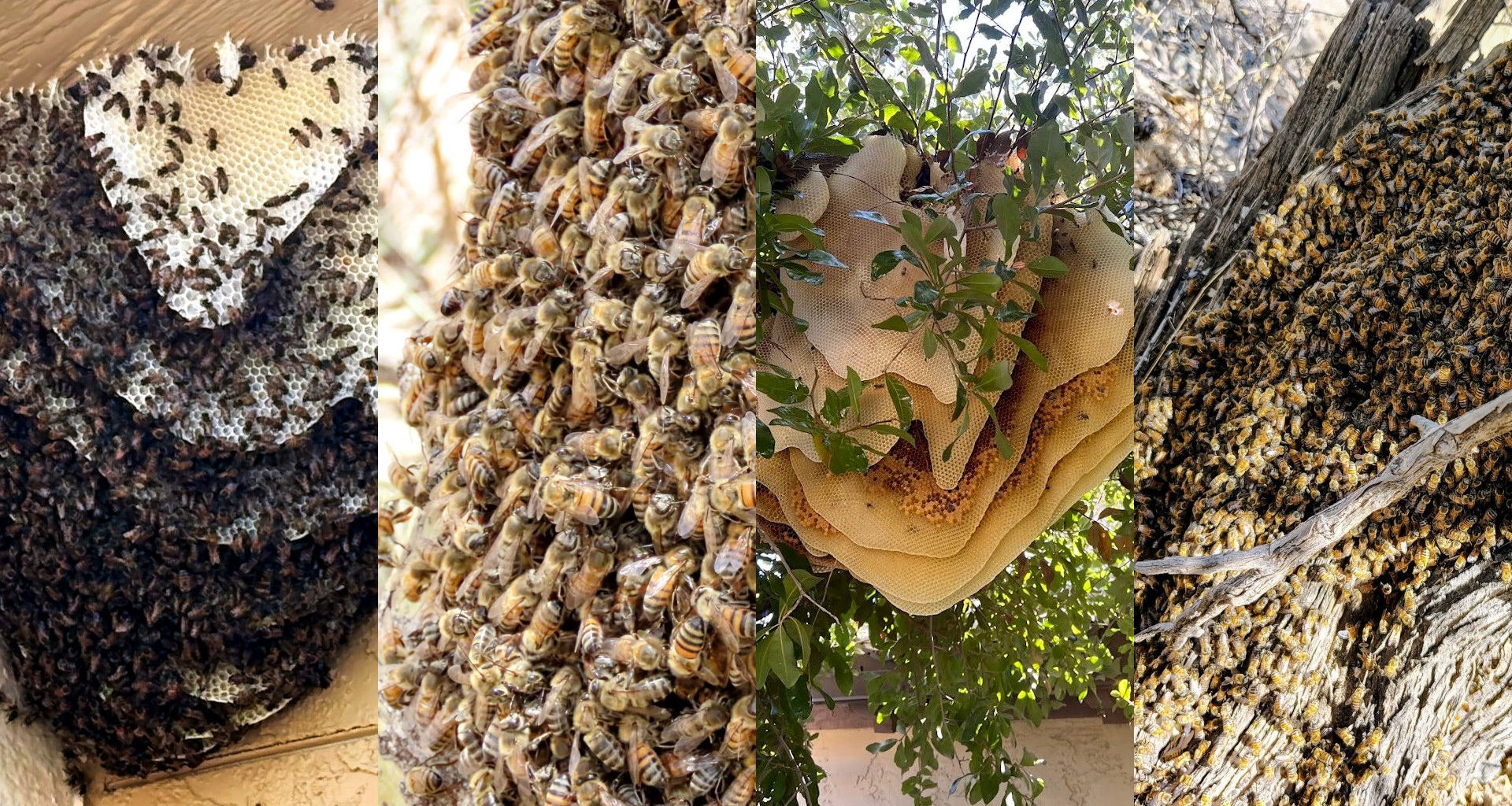 four bee images side by side, hives and swarms