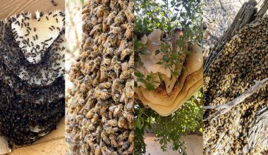 four bee images side by side, hives and swarms