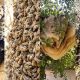 four bee images side by side, hives and swarms