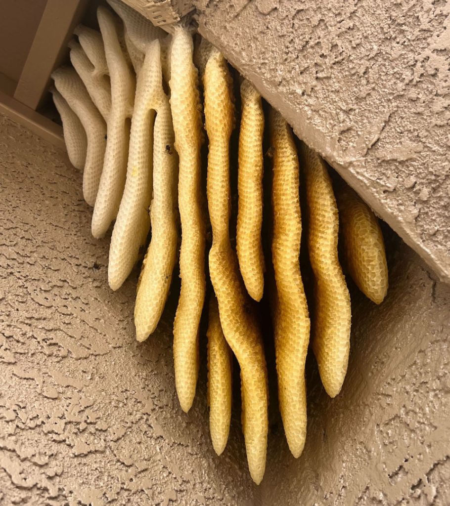 Fresh honeycomb built by bees under stucco eave in Phoenix—shows how quickly hives grow