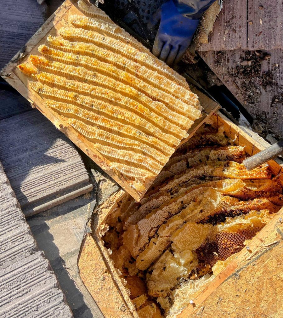 Massive honeycomb inside Phoenix home roof—full hive removal prevents structural damage