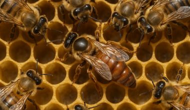 Close-up of a queen bee surrounded by worker bees on a honeycomb, showing her longer body and distinctive reddish-brown abdomen.