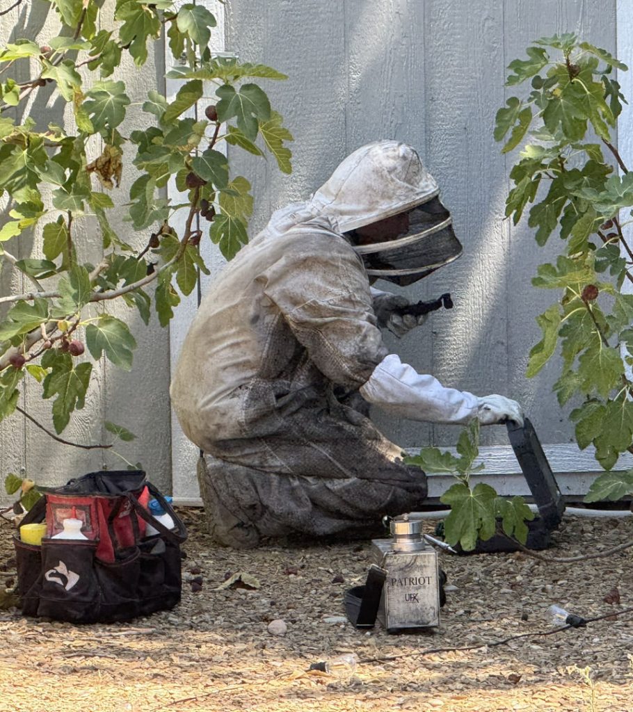 Bee removal technician in full protective suit examining a hive entrance near a shed wall in Phoenix, with smoker and tool kit on the ground.