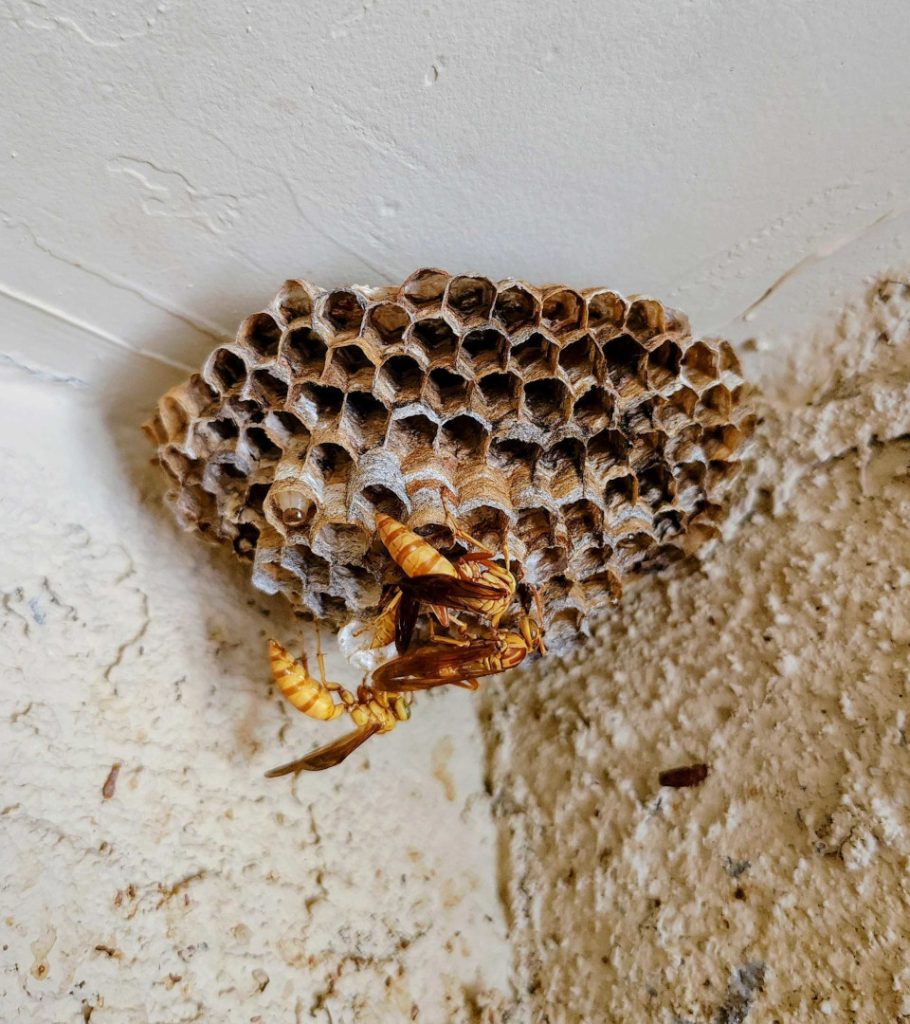 Paper wasp nest under Phoenix home eave—removed early by pest control experts