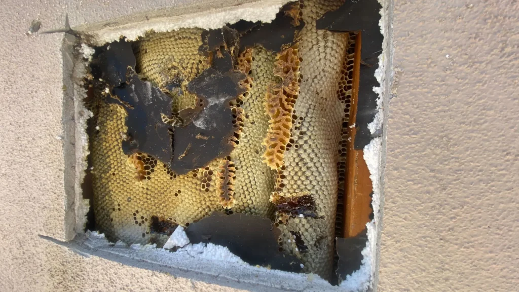 Honeycomb structure exposed in a wall after cutting into the stucco.