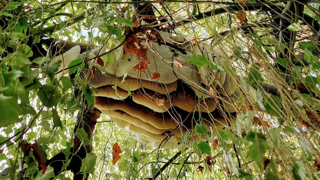 Large open beehive with layered honeycomb built high in a tree in Phoenix, Arizona