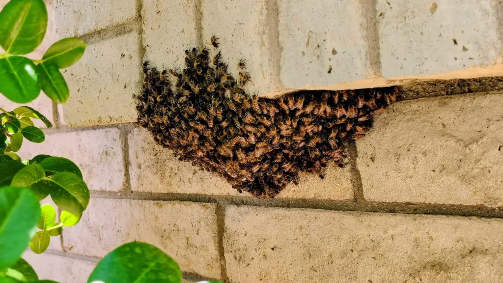Cluster of bees gathered beneath a brick overhang, suitable for straightforward live removal.