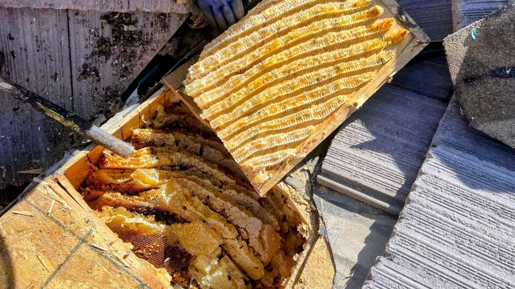 Close-up view of honeycomb layers revealed under a roof during bee removal.
