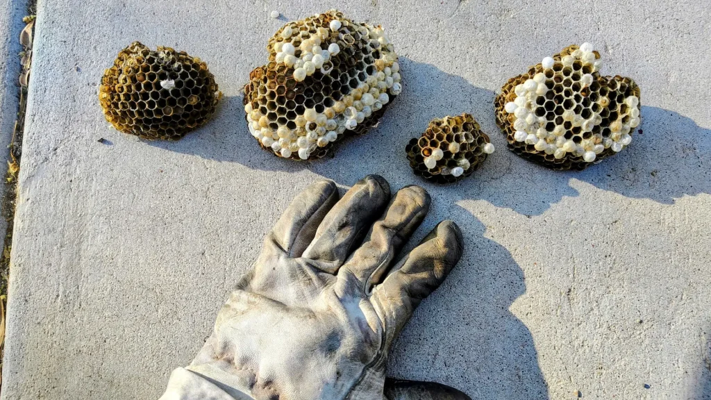 Four small wasp nests with larvae exposed, lying on concrete beside a dirty work glove for size comparison.