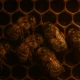 Honey bees sleeping inside hive on golden honeycomb at night.