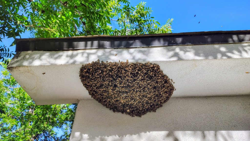 Massive bee swarm attached to the soffit of a Phoenix home, early stage before hive removal.