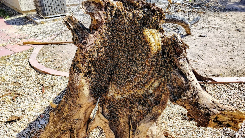 Large beehive inside hollow tree stump in Phoenix yard, honeycomb and active bee colony exposed during removal.