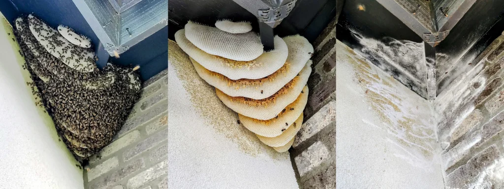 Bee removal process in Phoenix home wall cavity showing three stages: live bee colony, exposed honeycomb after removal, and fully cleaned, sealed corner.
