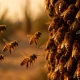 Honeybees swarming and clustering at dusk with desert landscape in background.
